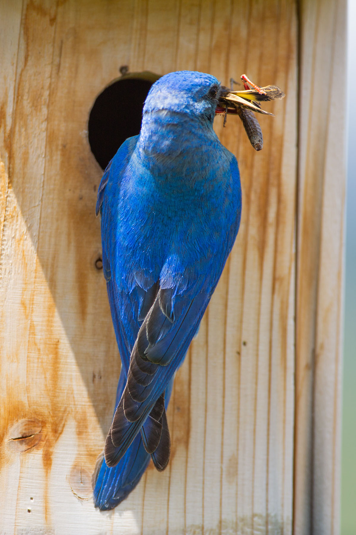 Bluebird with a big bug.  Click for next photo.