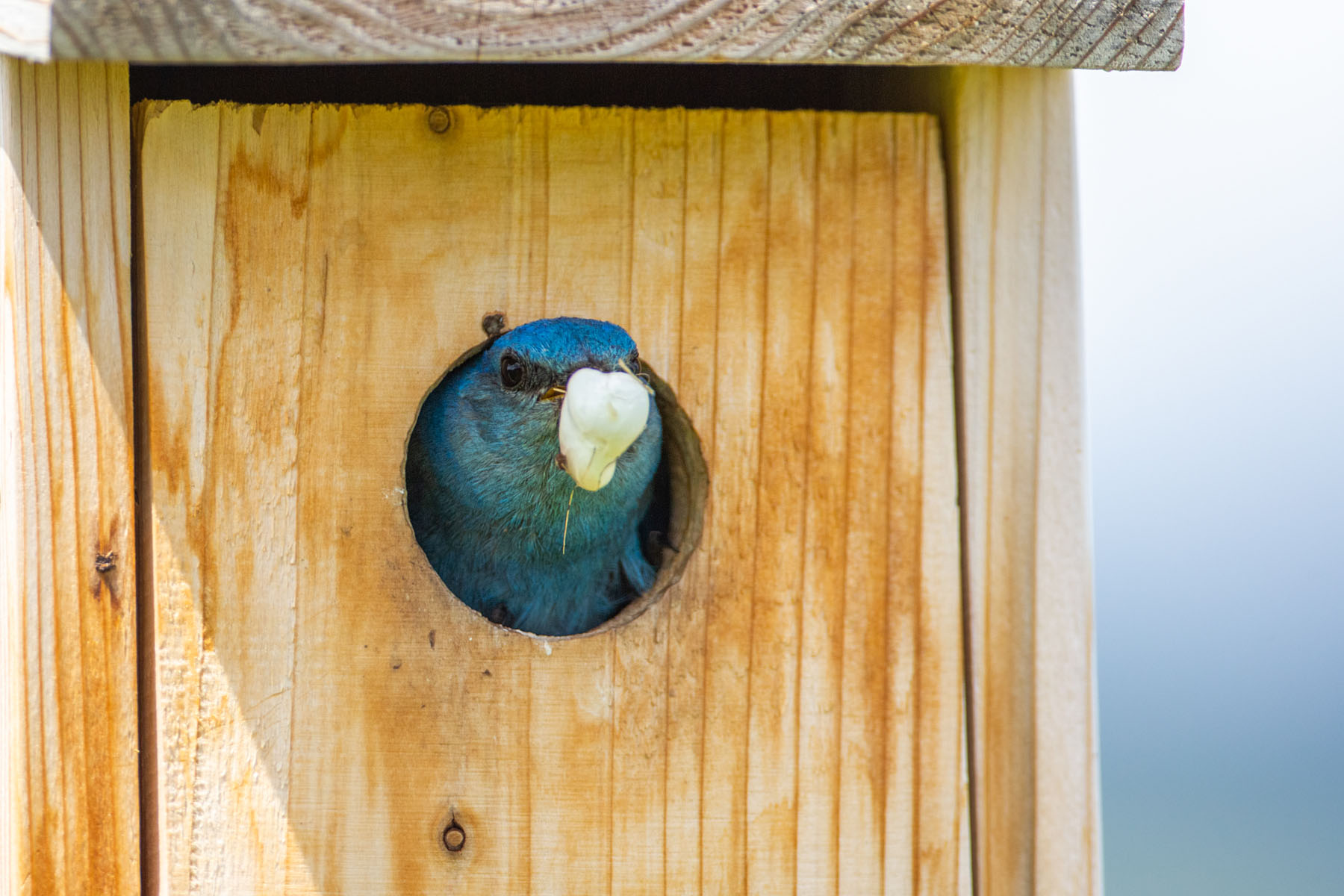 Bluebird performing the vital task of removing waste from the nest.  Click for next photo.