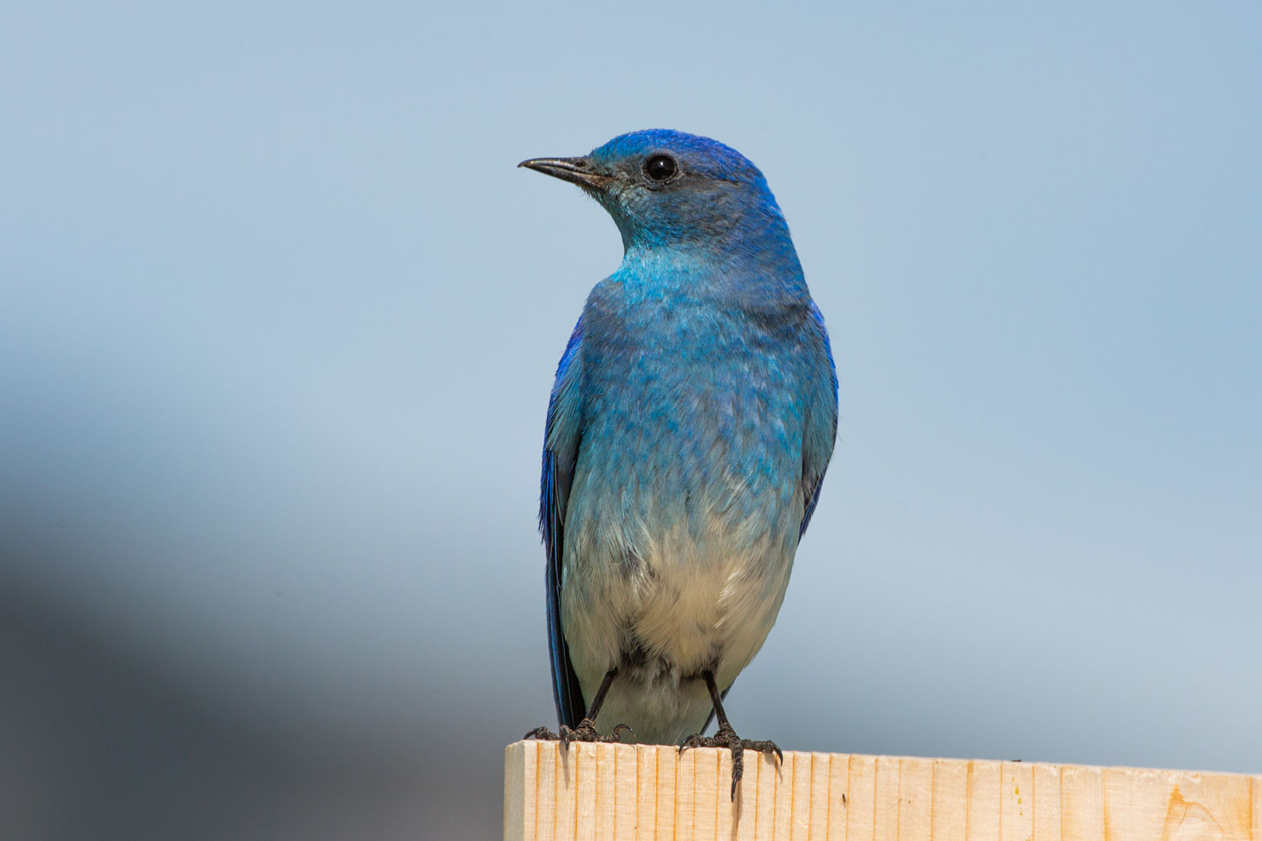 Bluebird.  Click for next photo.