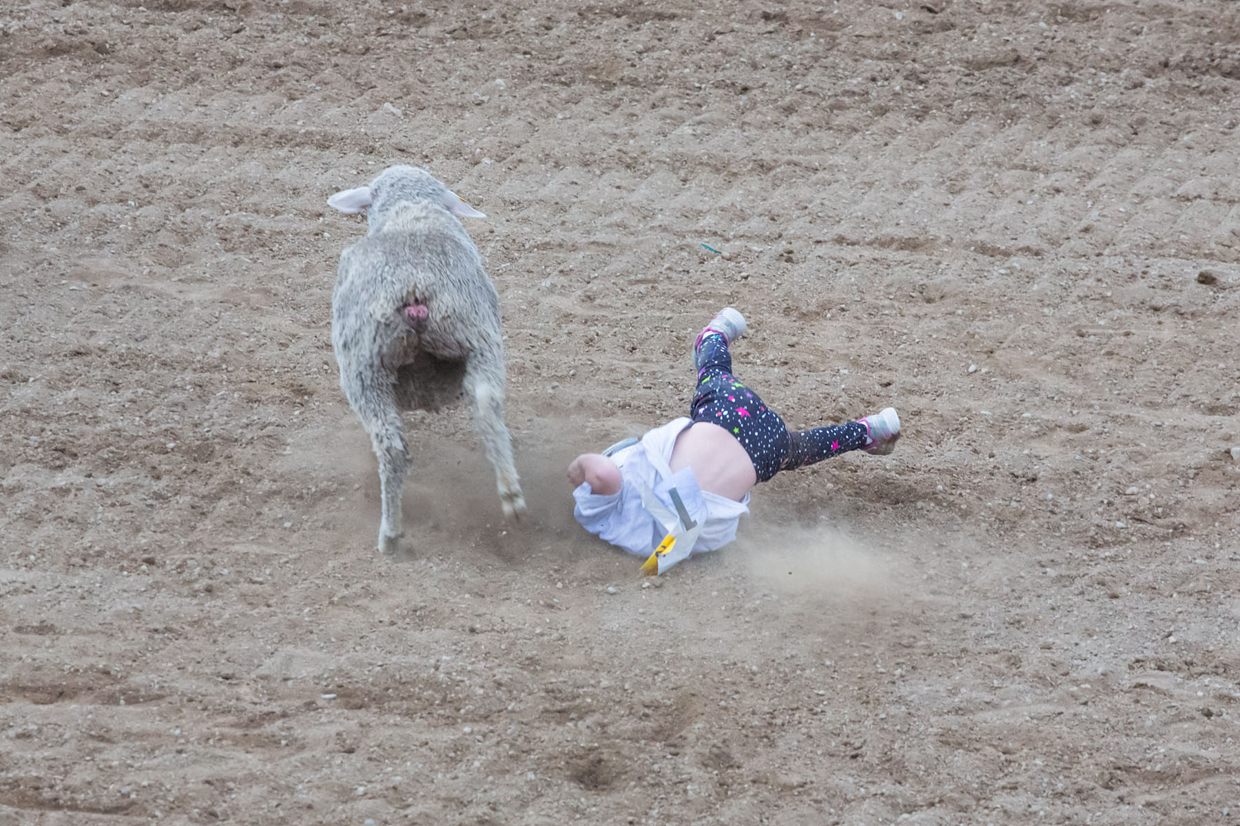 Mutton busting, Red Lodge 4th of July rodeo.  Click for next photo.