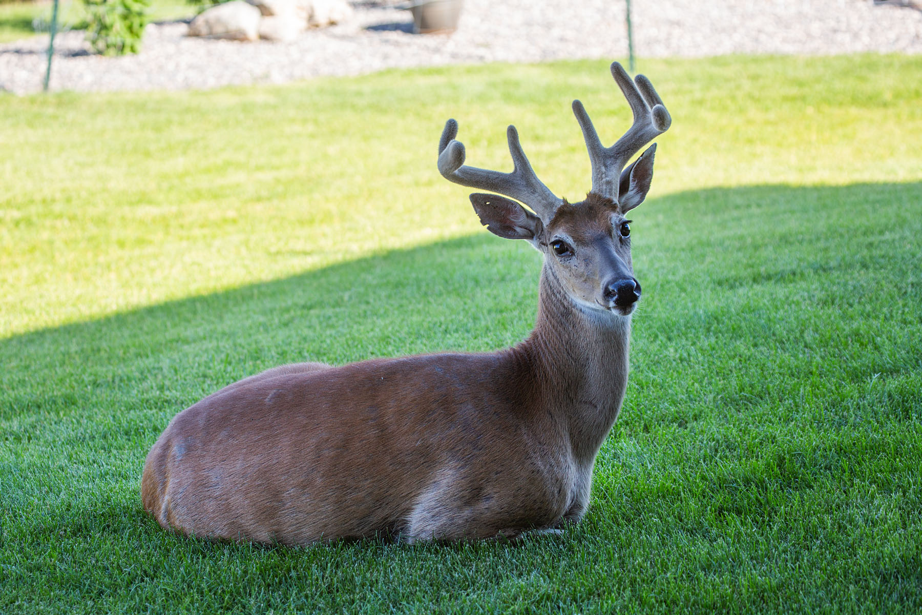 Deer in yard.  Click for next photo.