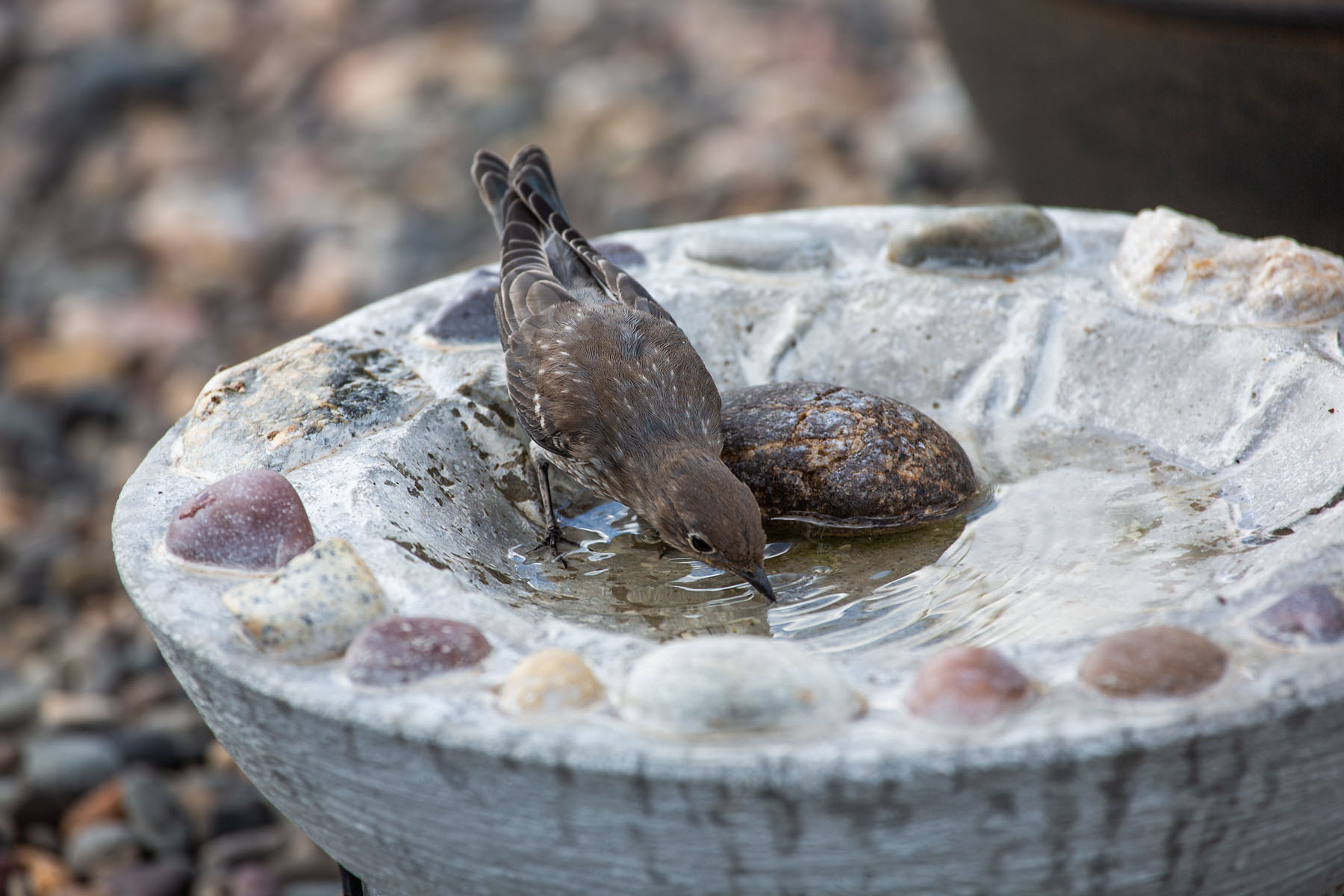 Bluebird at the bird bath.  Click for next photo.