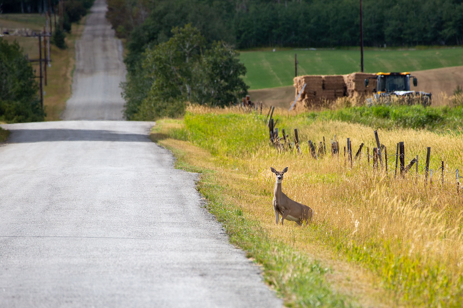 Deer along my bike route.  Click for next photo.