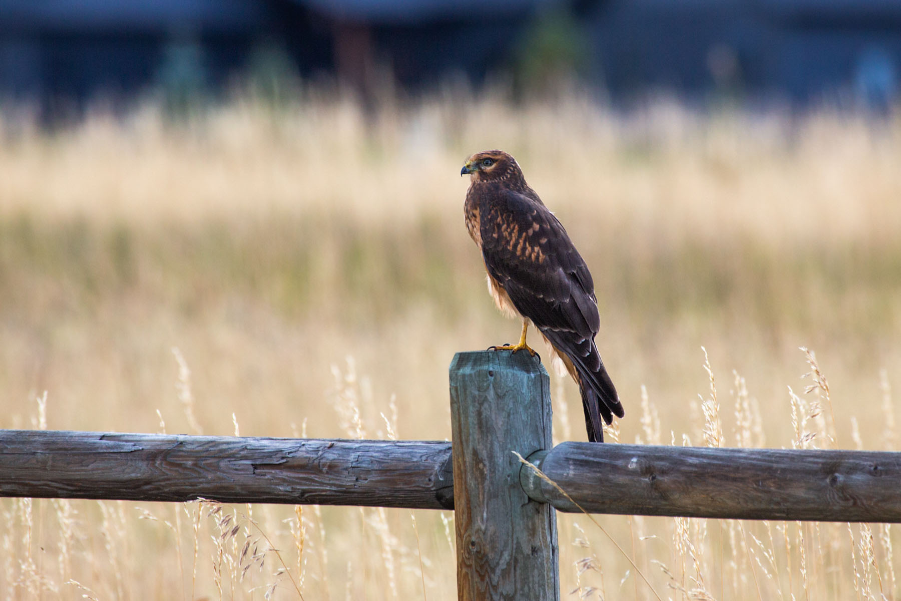 Harrier hawk roosting in back yard.  Click for next photo.