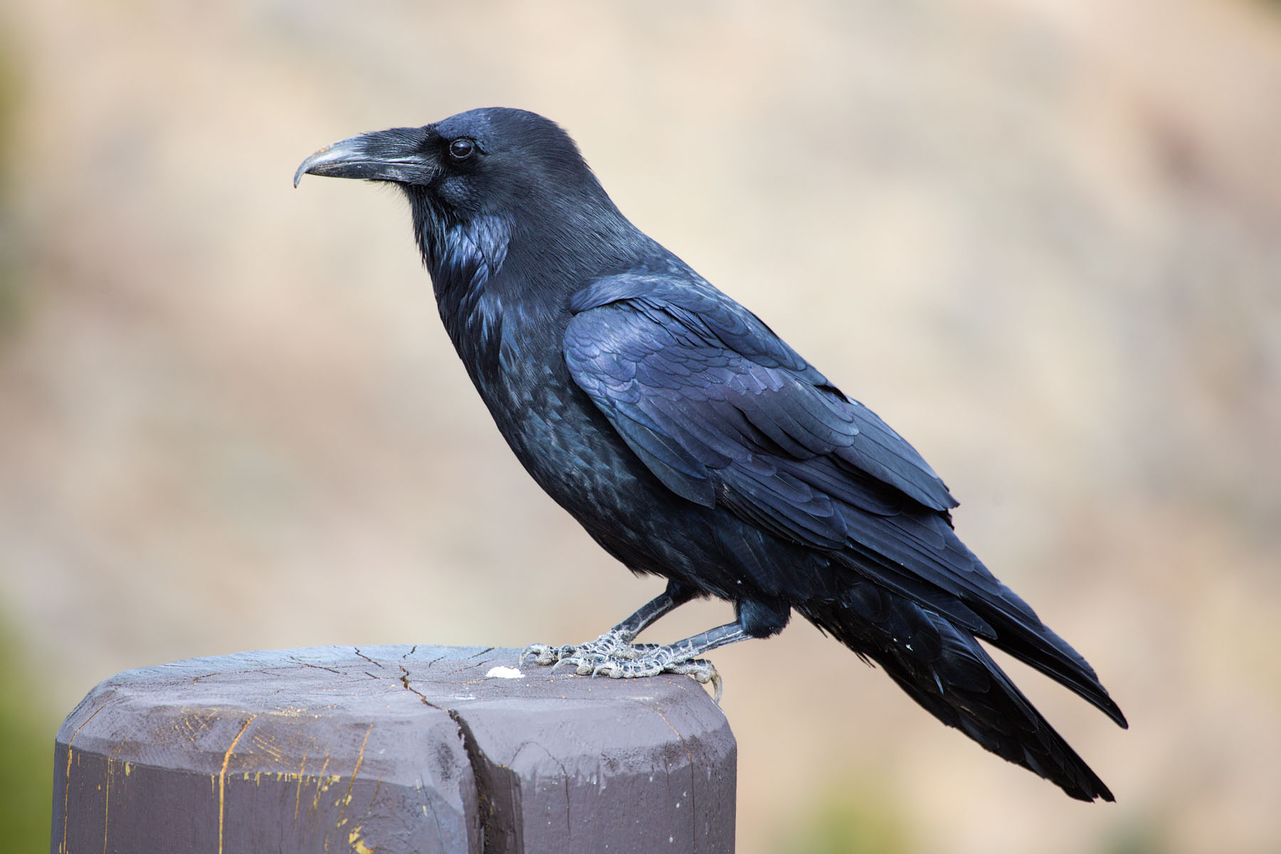 Didnt get a lot of wildlife images from this trip to Yellowstone, but there are always ravens hanging around.  Click for next photo.