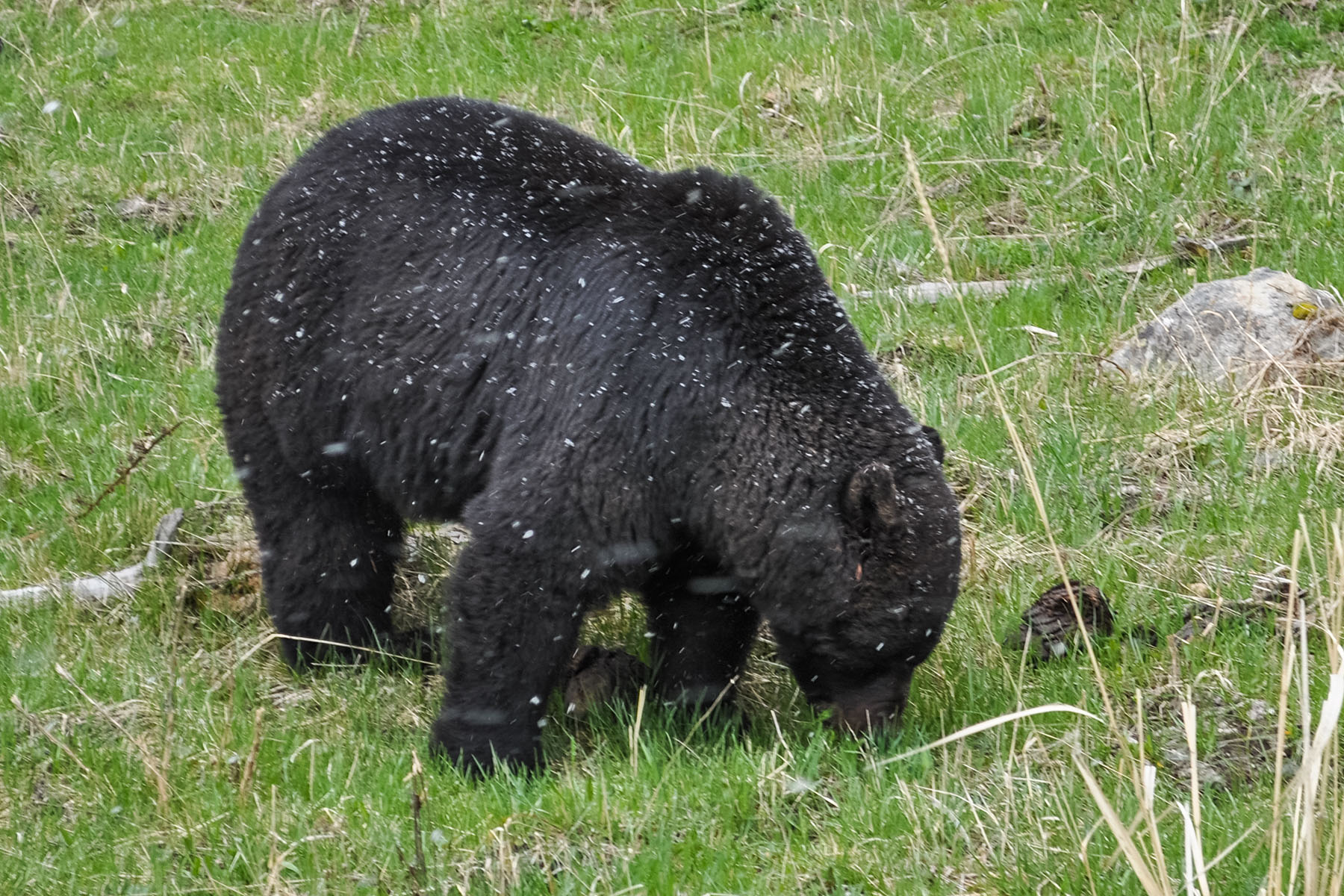 A different black bear than previous images, but in the same area near Tower Falls, Yellowstone.  Photo by Sue.  White spots are falling snow.  Click for next photo.