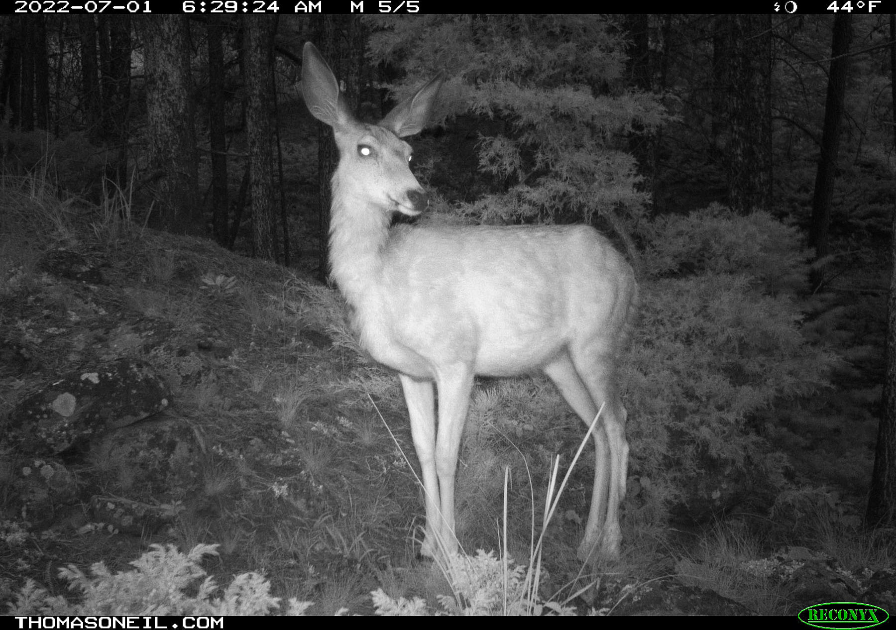 Deer on trailcam near Red Lodge, MT.  Click for next photo.