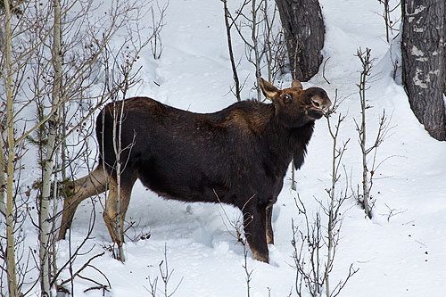 Moose, Yellowstone.