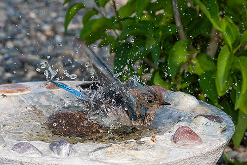 Bluebirds at the bird bath, remote trigger.