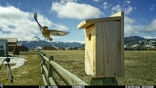 Bluebird on trailcam.