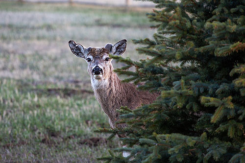 Deer in the yard.
