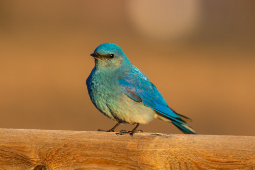 Bluebird in the morning light, remote trigger.