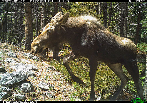 Moose on trailcam, Red Lodge, MT.