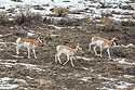 Pronghorn near the north entrance, Yellowstone.