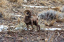 Bighorn sheep in the Lamar Valley, Yellowstone.
