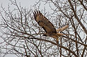 Red-tailed hawk, near Belfy, MT.