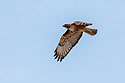 Red-tailed hawk, between Edgar and Pryor, MT.