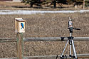 Bluebirds and new Browning trailcam.