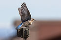 Bluebird on the Camtraptions motion sensor that is used to trigger the DSLRs.