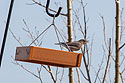 Bluebird on platform feeder.
