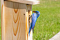 Bluebird with food for the kids, motion trigger.