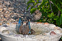 Bluebirds at the bird bath, remote trigger.