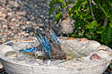 Bluebird at the bird bath, remote trigger.