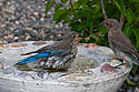Bluebird at the bird bath, remote trigger.