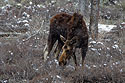 Moose near Grand Teton NP.