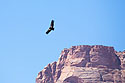 California Condor, Navajo Bridge, Arizona.