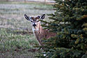 Deer in the yard.