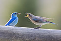 Mating bluebirds have dinner.