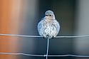 Puffed up female bluebird.