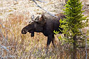 Moose in the Lamar Valley, Yellowstone.