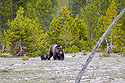 Mama griz with three cubs near Old Faithful, Yellowstone.  Photo by Sue.