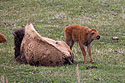 Bison calf, Yellowstone.
