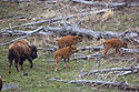Bison calves, Yellowstone.