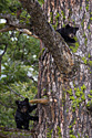 Black bear cubs climb a tree near Tower Falls, Yellowstone.