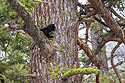 Black bear cub in a tree near Tower Falls, Yellowstone.