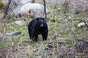 Black bear, mama of the cubs seen in previous images, near Tower Falls, Yellowstone.