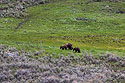 A distant shot in the Lamar Valley, mama griz with two older cubs, Yellowstone.
