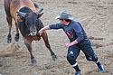 Rodeo clown tries to distract bull, Red Lodge 4th of July rodeo.