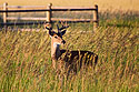 Deer in field next to house.