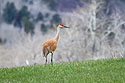 Sandhill crane, Montana.