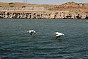 Pelicans over the Missouri River, Great Falls, MT.