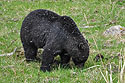 A different black bear than previous images, but in the same area near Tower Falls, Yellowstone.  Photo by Sue.  White spots are falling snow.