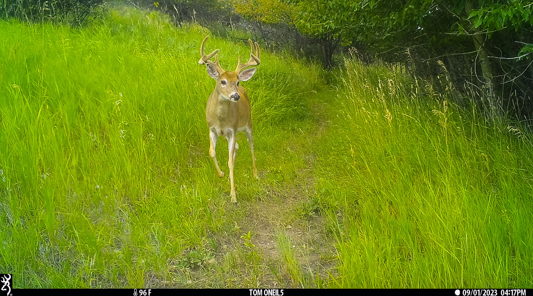 Deer on trailcam, Red Lodge, MT.  Click for next photo.