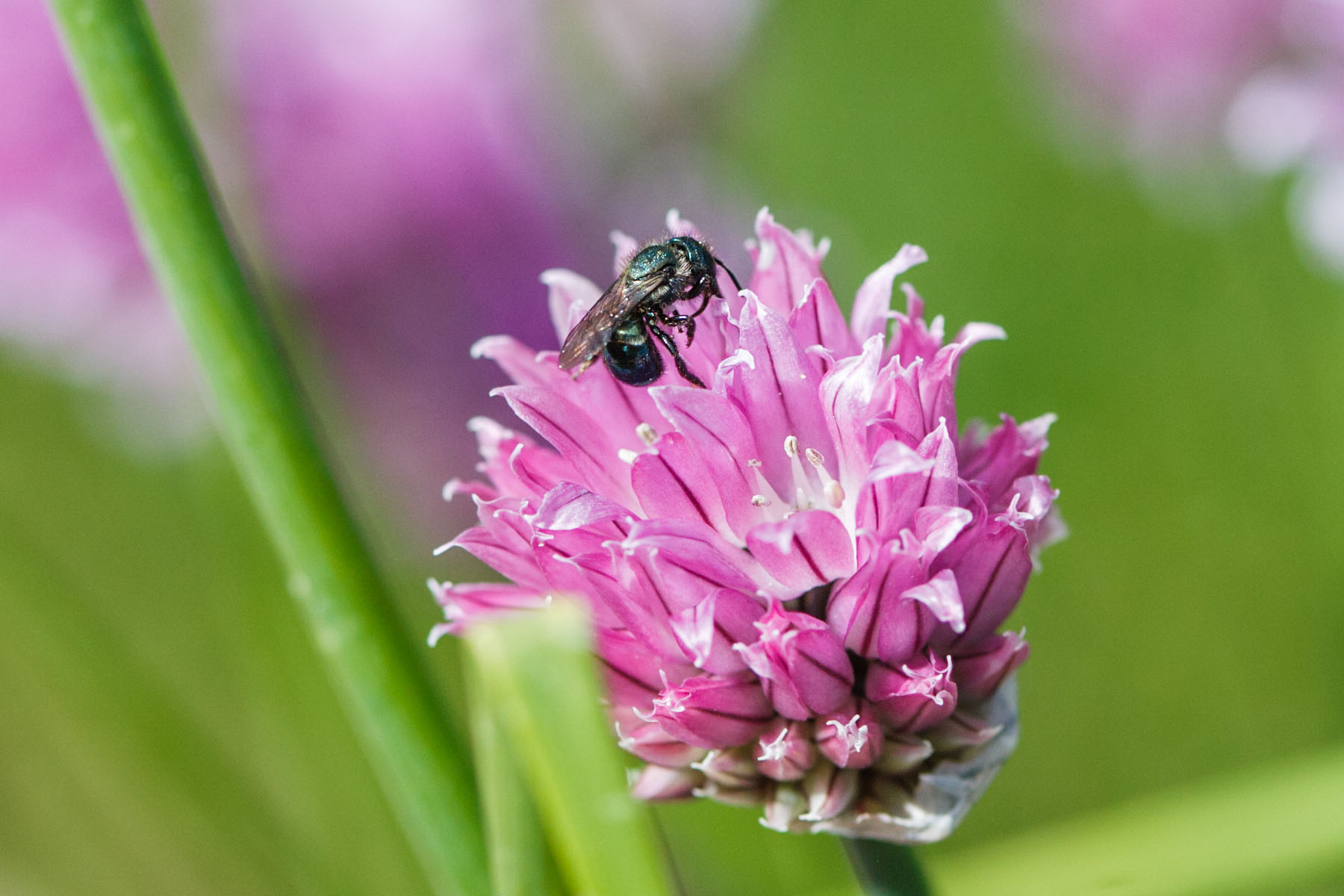 Bug on chive bloom.  Click for next photo.