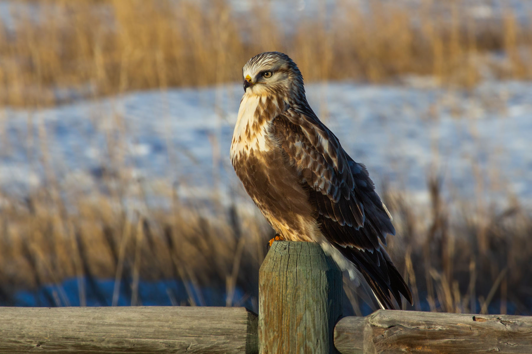 Rough-legged hawk in the back yard.  Click for next photo.