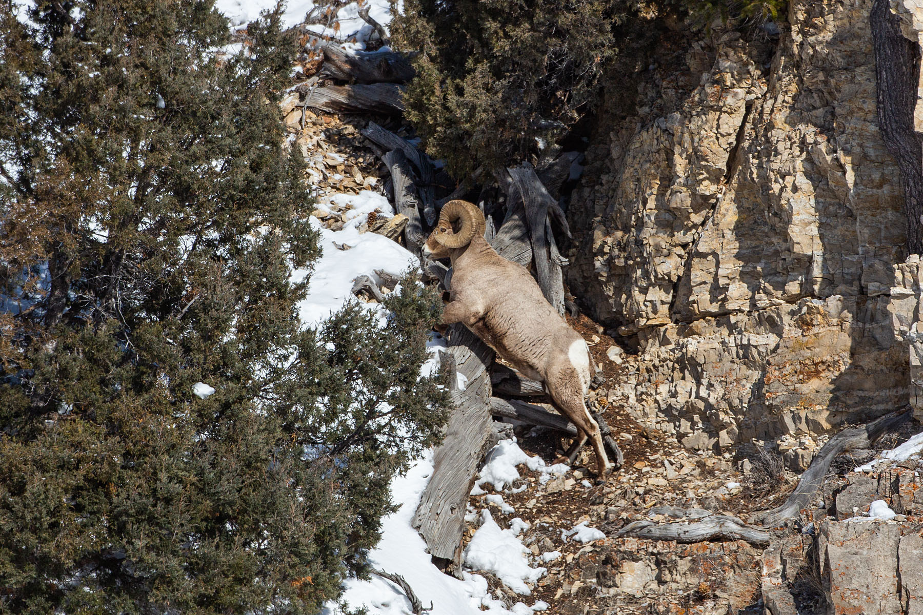 Bighorn sheep, Lamar Valley, Yellowstone.  Click for next photo.